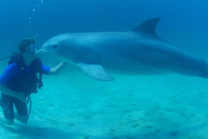 snorkel-dolphins.jpg